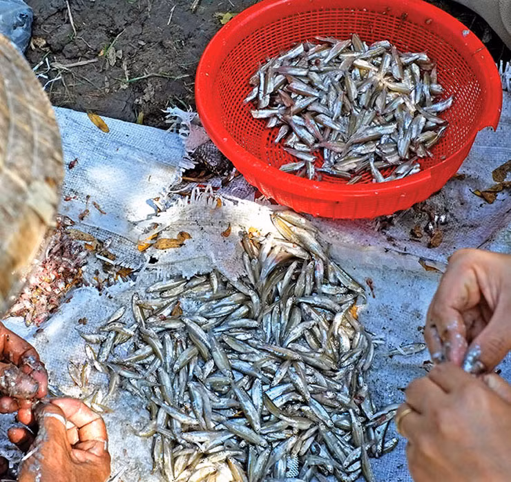 Loại cá bé tí này được gọi là cá "nhà nghèo" bởi ngày xưa nhà nghèo mới ăn, giá lại cực kỳ rẻ.