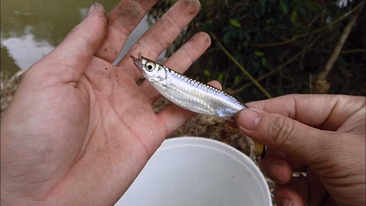 Cá lòng tong kho tiêu hay nấu canh tập tàng là món ăn gắn liền với tuổi thơ của những người sinh ra, lớn lên ở miền sông nước