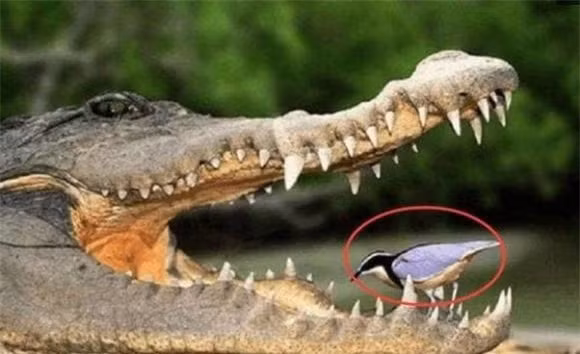  Ngay cả trên thảo nguyên châu Phi, " vua thảo nguyên" sư tử cũng phải né cá sấu, nhất là khi băng qua sông, nếu không cẩn thận sẽ bị cá sấu lôi xuống nước. Do đó, hầu hết các loài động vật đều giữ khoảng cách tôn trọng với cá sấu. Nhưng có một loài chim dám cướp thức ăn của cá sấu, bạn có tin không? 