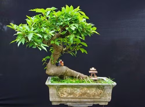5 loại cây đặt trong nhà chẳng khác nào điều hòa, giúp hạ nhiệt tới 10 độ mà không mất đồng nào - Hình 3 5 loai cay dat trong nha chang khac nao dieu hoa, giup ha nhiet toi 10 do ma khong mat dong nao-Hinh-3