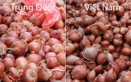 20 cách phân biệt rau củ Trung Quốc và Việt Nam, nắm chắc để tránh mua nhầm - Hình 9 20 cach phan biet rau cu Trung Quoc va Viet Nam, nam chac de tranh mua nham-Hinh-9