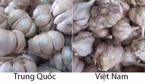 20 cách phân biệt rau củ Trung Quốc và Việt Nam, nắm chắc để tránh mua nhầm - Hình 18 20 cach phan biet rau cu Trung Quoc va Viet Nam, nam chac de tranh mua nham-Hinh-18