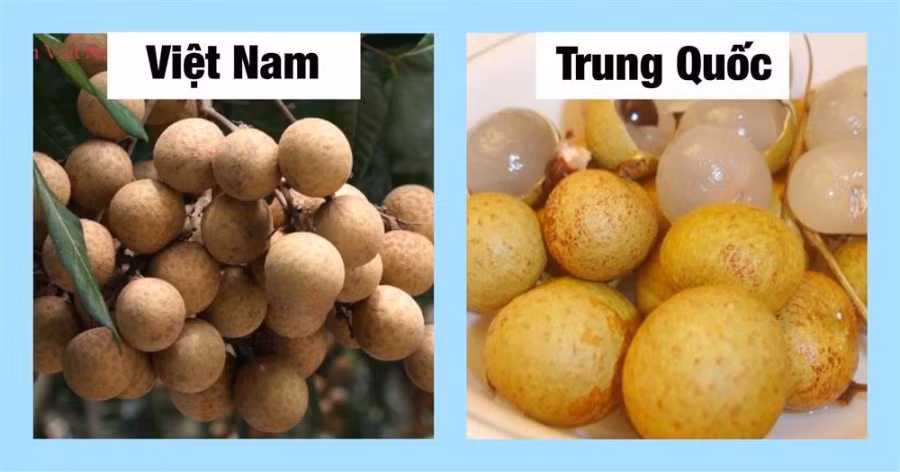 20 cách phân biệt rau củ Trung Quốc và Việt Nam, nắm chắc để tránh mua nhầm - Hình 10 20 cach phan biet rau cu Trung Quoc va Viet Nam, nam chac de tranh mua nham-Hinh-10