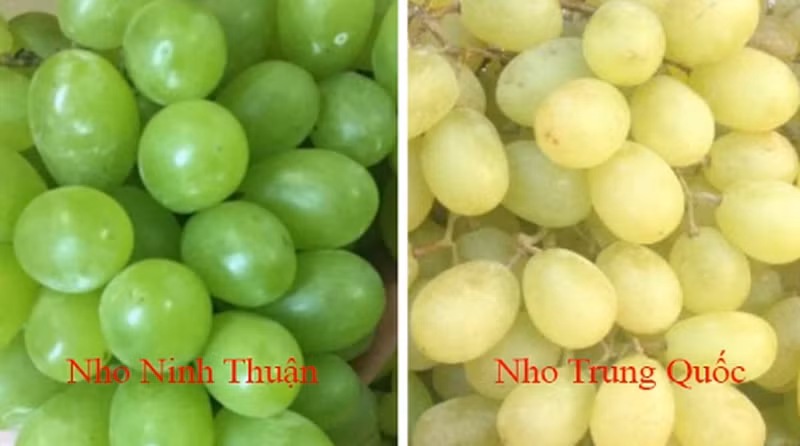 20 cách phân biệt rau củ Trung Quốc và Việt Nam, nắm chắc để tránh mua nhầm - Hình 17 20 cach phan biet rau cu Trung Quoc va Viet Nam, nam chac de tranh mua nham-Hinh-17