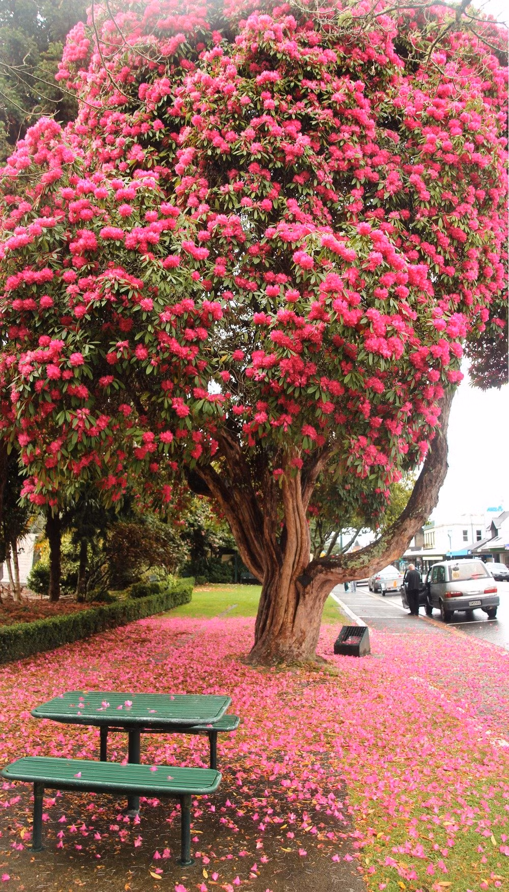  Đó là vì hoa đỗ quyên có màu sắc ấm nóng, lá và hoa dày và nhọn, dễ trồng và là loại cây tốt nhất để xua đuổi tà ma. Nhìn chung, chỉ cần đặt hoa đỗ quyên ở đúng vị trí thì có thể tăng thêm may mắn. Bởi vì lá của cây có một số gai mềm, có thể xua đuổi tà ma. 