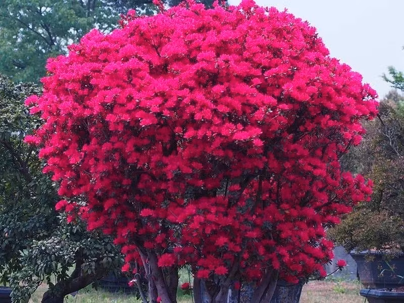 Ngoài ra, ngôn ngữ hoa đỗ quyên còn bao hàm sự “điều độ ham muốn” vì loài hoa này chỉ nở vào đúng mùa hoa của riêng mình, mặc dù đỗ quyên luôn mang đến cho con người cảm giác sôi động và ồn ào. 