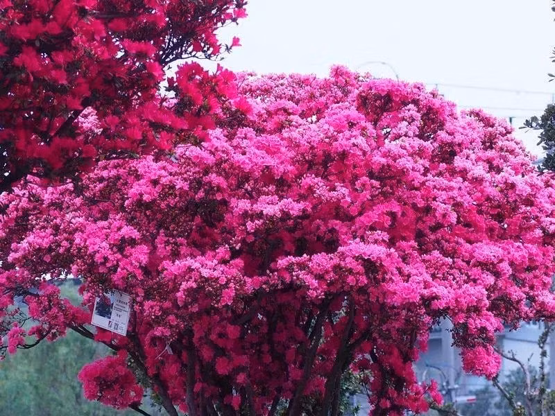 Biển hoa đỗ quyên nở rộ giống như một tấm gấm thiên nhiên, gây chấn động. Hình dạng hoa của nó rất phong phú và đa dạng. Các giống hoa đơn cánh có vẻ đơn giản và sống động, giống như những ngôi sao rải rác trên cành và lá.