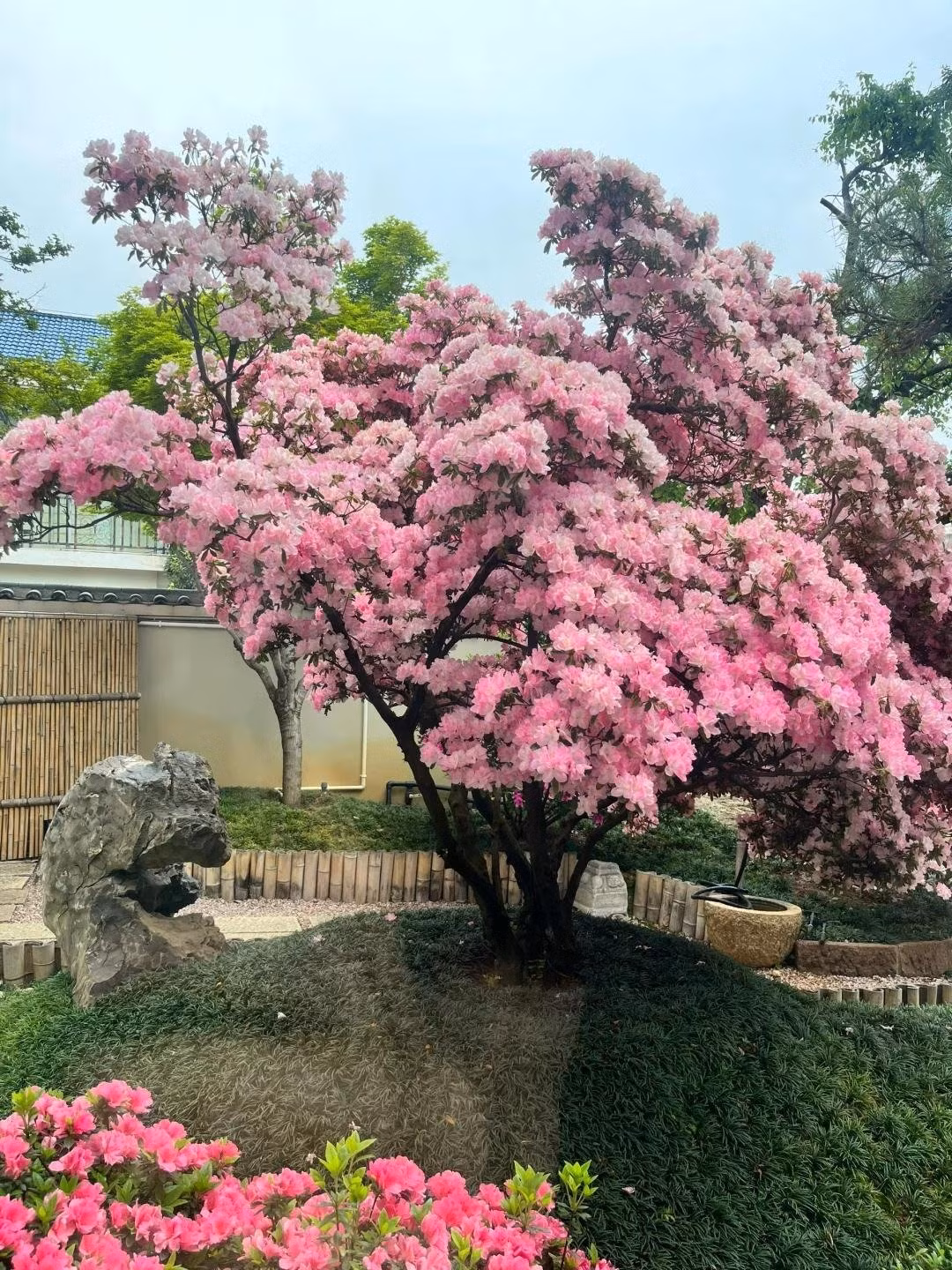 Ngôn ngữ của hoa đỗ quyên là: "Mãi mãi thuộc về em", tượng trưng cho niềm vui của tình yêu. Ngôn ngữ của loài hoa đỗ quyên trắng lớn: niềm vui khi được yêu.
