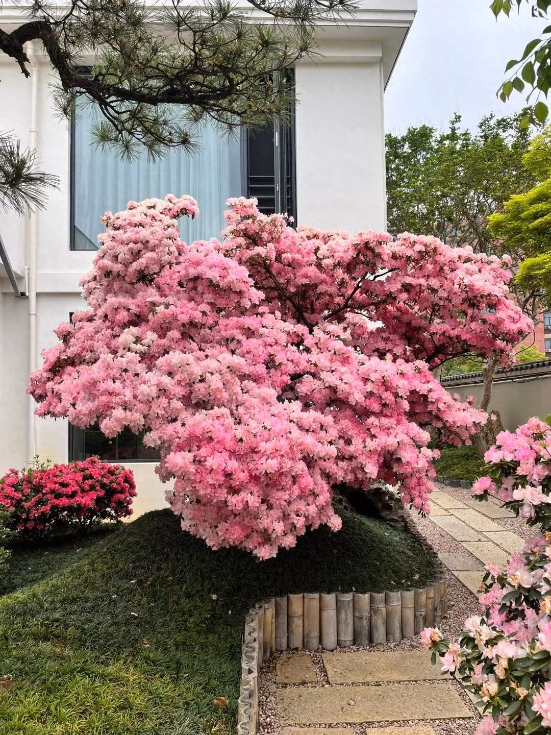  Đỗ quyên (Rhododendron) là tên gọi chung cho các loài thực vật thuộc chi Đỗ quyên trong họ Thạch nam (Ericaceae). Loài hoa này được mệnh danh là "vua của các loài hoa thân gỗ" và nổi tiếng với màu sắc tuyệt đẹp, hình dáng đa dạng và ý nghĩa văn hóa sâu sắc.