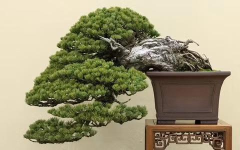 Ngoài ra, thông và bách tiết ra tinh dầu thơm, có thể kích thích hệ thần kinh của con người và dễ gây chóng mặt, mất ngủ hoặc khó chịu đường tiêu hóa ở những người có sức đề kháng yếu hoặc bị dị ứng.