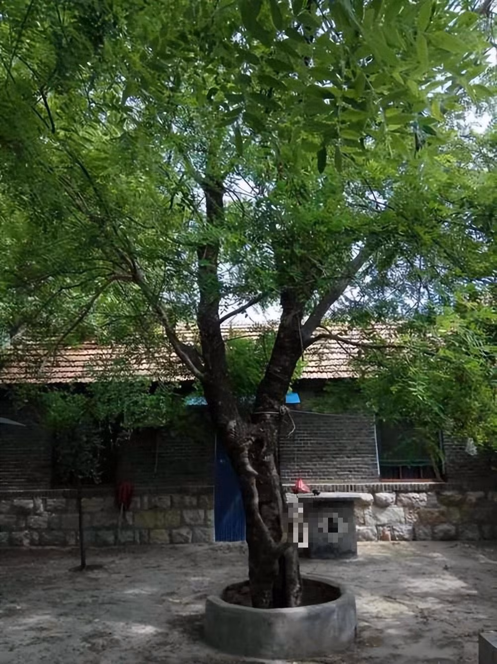  Thực tế, cây dương phát triển nhanh, mọc thẳng và cao, có nhiều lá. Vào những đêm tối và gió, lá cây dương phát ra âm thanh như hai bàn tay vỗ vào nhau. 
