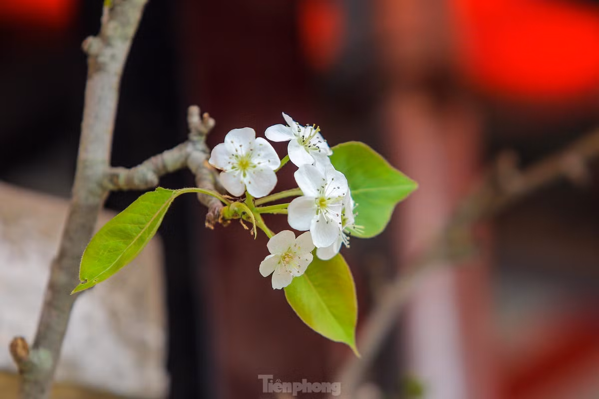 Hoa lê rừng (hay còn gọi là hoa lê trắng, hoa mắc cọp) vốn được trồng nhiều ở các tỉnh phía Bắc như: Cao Bằng, Lào Cai, Hà Giang, Lạng Sơn… được các dân buôn đem về Thủ đô.