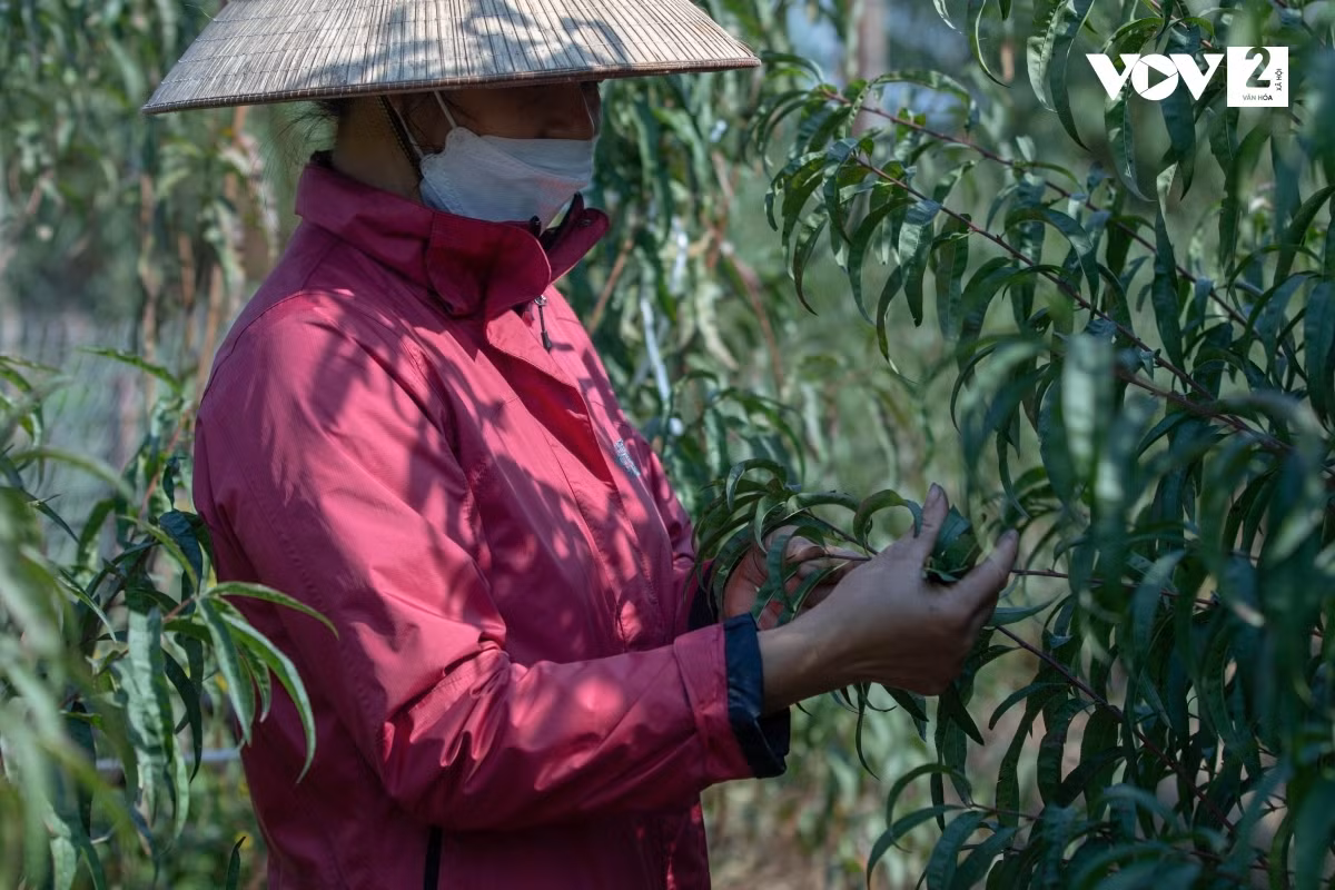 Chị Hoàng Thị Lan ( chủ vườn đào Văn Chính, phường Nhật Tân): “Gia đình tôi có khoảng trên 100 gốc đào Bích. Tuy nhiên, tùy từng giống đào mà thời gian tuốt lá, nuôi mắt khác nhau. Tôi thường thuê những người làm lâu năm, đã quen với nghề để đảm bảo công việc vừa nhanh vừa hiệu quả”.