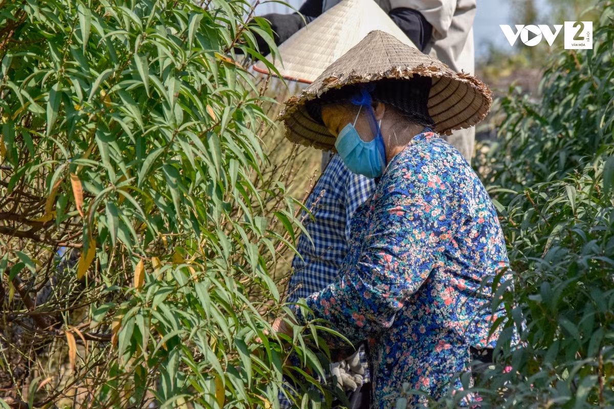Trung bình mỗi nhân công được thuê tuốt lá khoảng 10 cây đào/ngày, tiền công dao động từ 300.000 - 400.000 đồng.