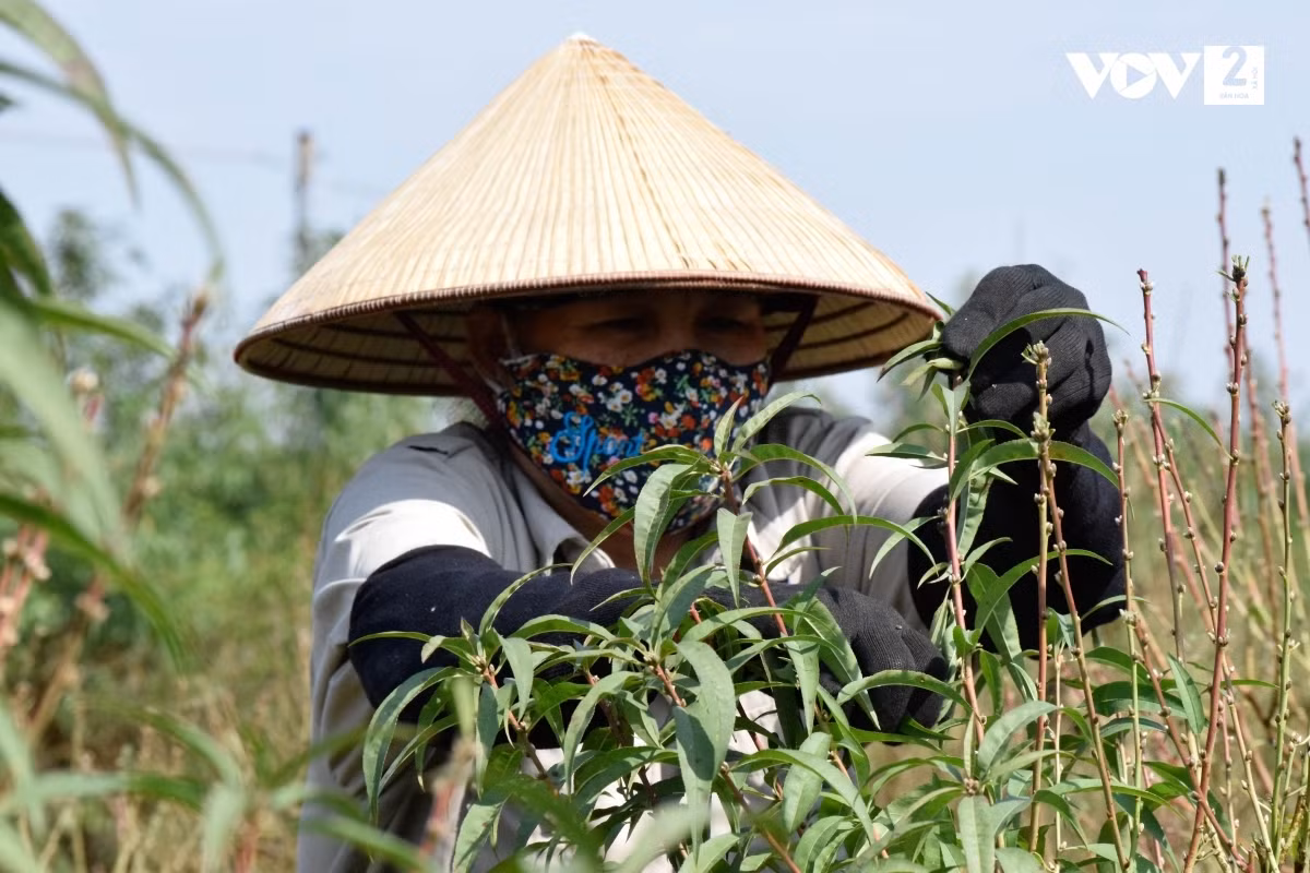 Các công đoạn tuốt lá được thực hiện hoàn toàn theo phương pháp thủ công.