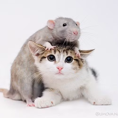 Con mèo hay kêu là con mèo bắt chuột tồi. (Tây Ban Nha).
