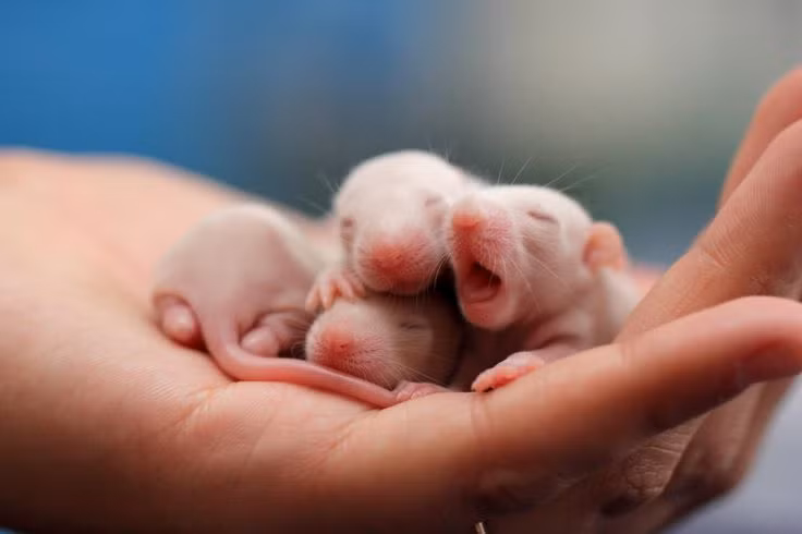 Món ăn này được làm theo quy trình rất cầu kỳ, trong đó những con chuột sơ sinh của thế hệ chuột thứ ba nuôi bằng ngũ cốc trộn sâm quý sẽ được nhúng vào bát đựng mật ong, sâm, nhung, thuốc bổ... Thực khách sẽ ăn những con chuột này khi chúng còn... sống nhăn. Mời quý độc giả xem video: Đi tìm Tết Việt. Nguồn: VTC14.
