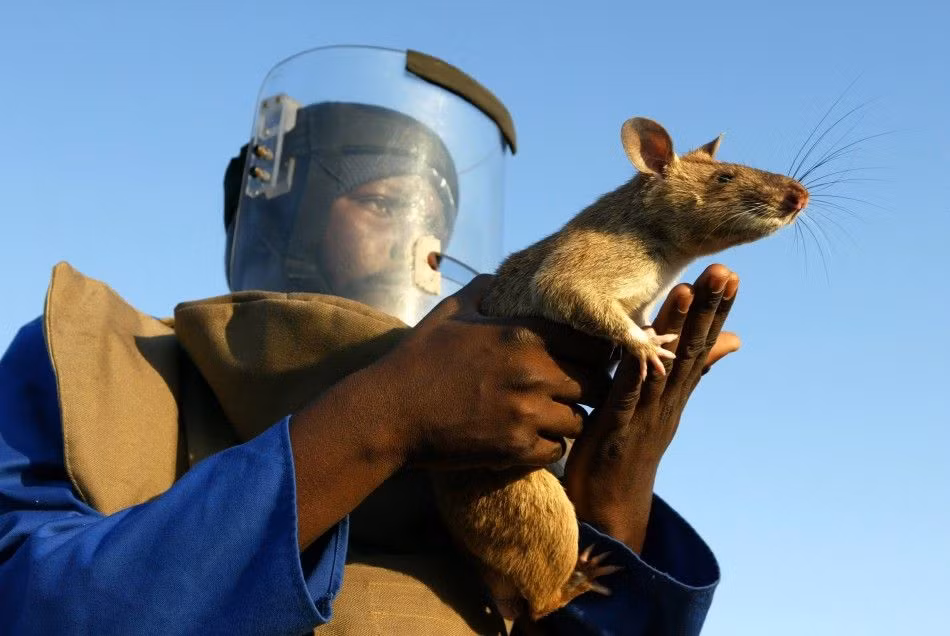 Hiện nay Bộ Quốc phòng Mozambique đang khai thác những đội quân chuột chính quy để phát hiện bom mìn còn sót lại sau cuộc nội chiến...