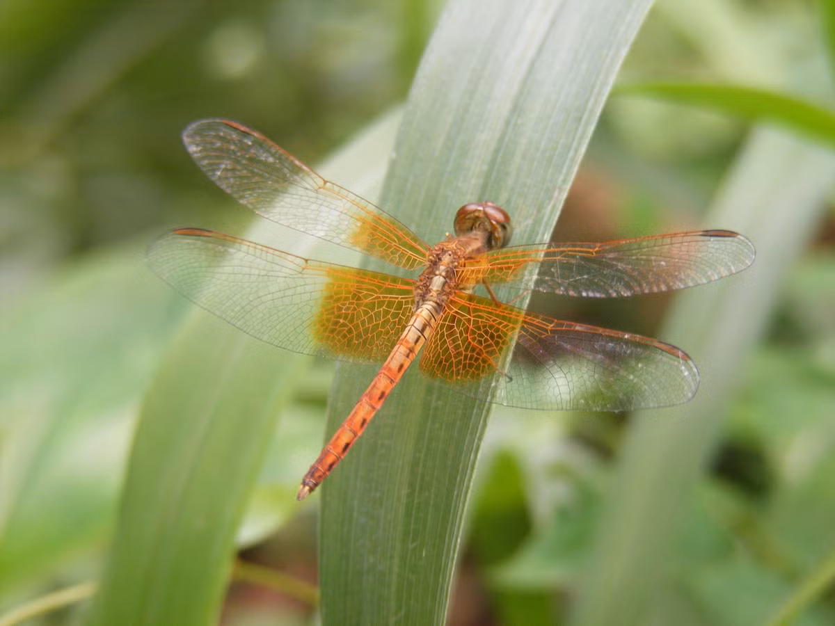 Chuồn chuồn Neurothemis intermedia. Ảnh: Wikipedia.