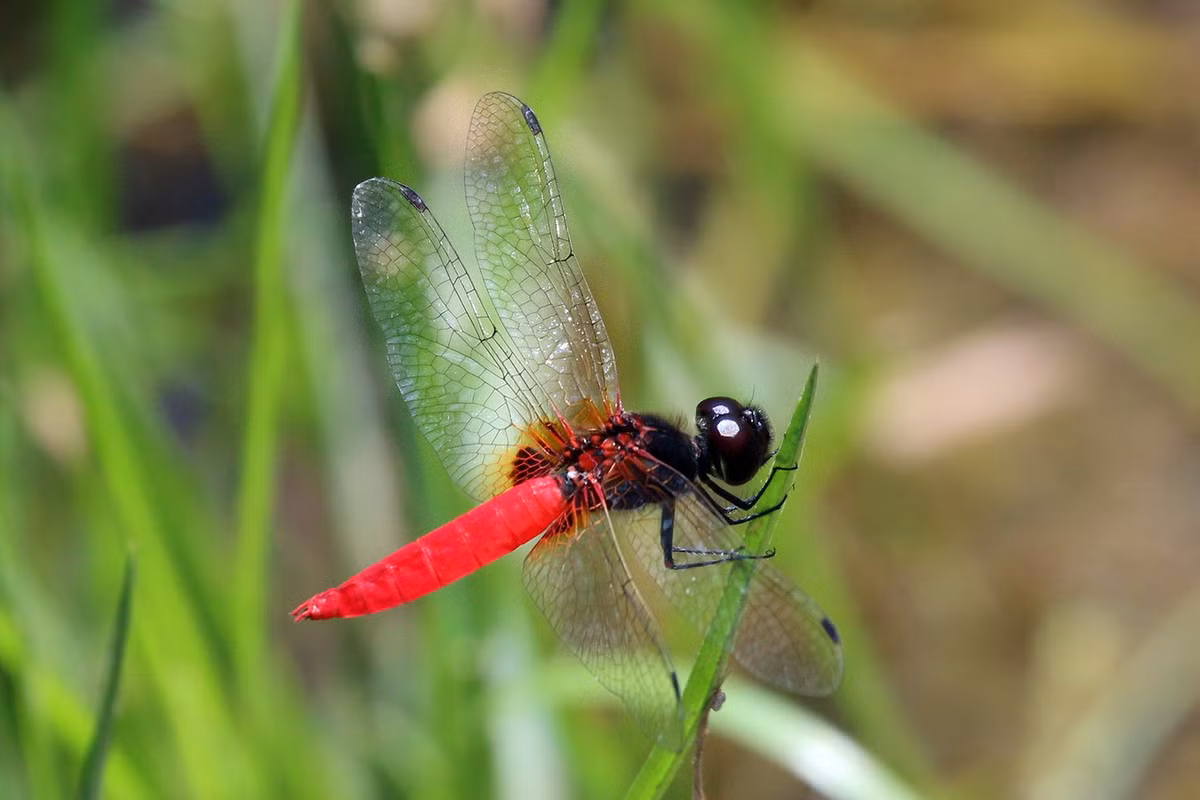 Chuồn chuồn Aethriamanta brevipennis. Ảnh: Wikipedia.