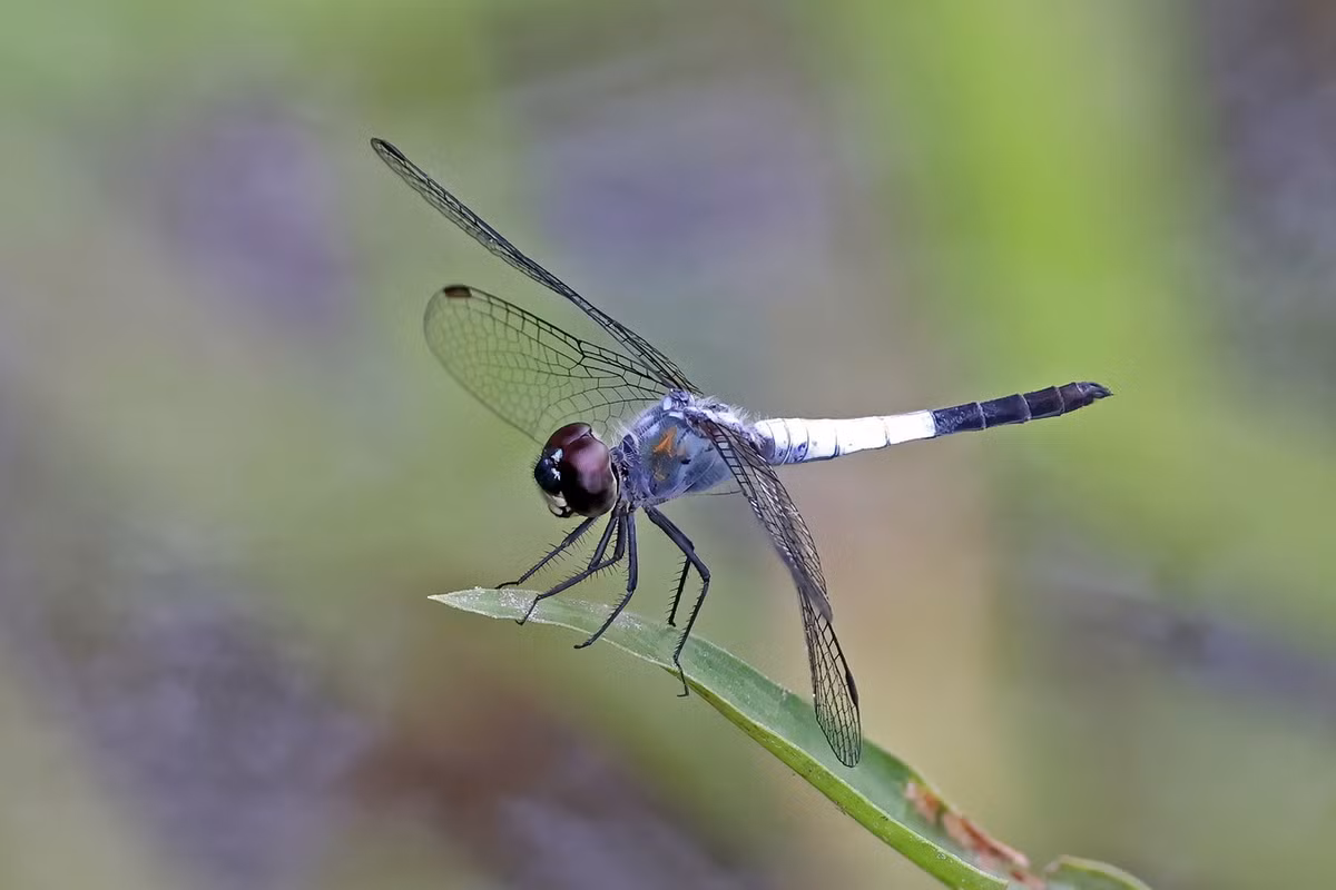 Chuồn chuồn Brachydiplax sobrina. Ảnh: Wikipedia.