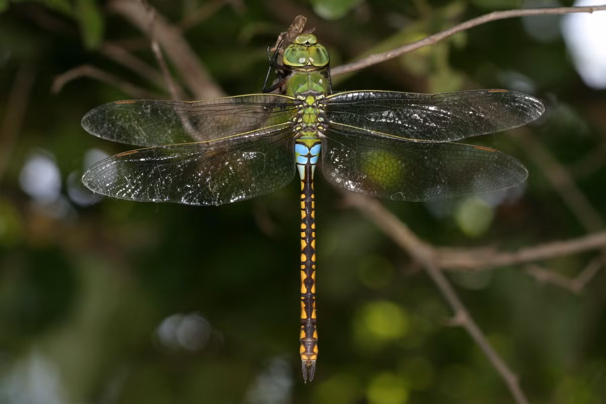Chuồn chuồn Anax indicus. Ảnh: Wikipedia.