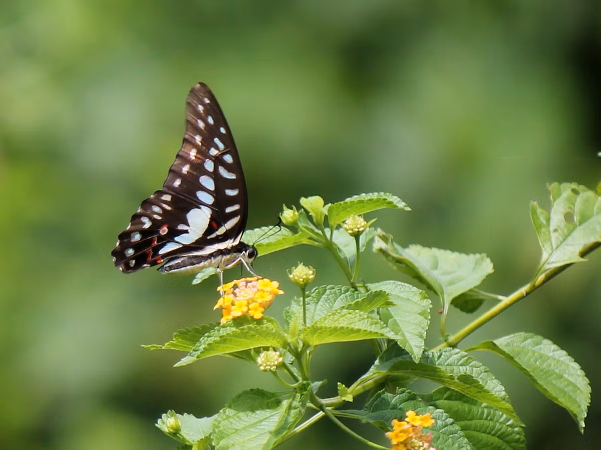 Bướm ê ke xanh (Graphium eurypylus). Ảnh: Wikipedia.
