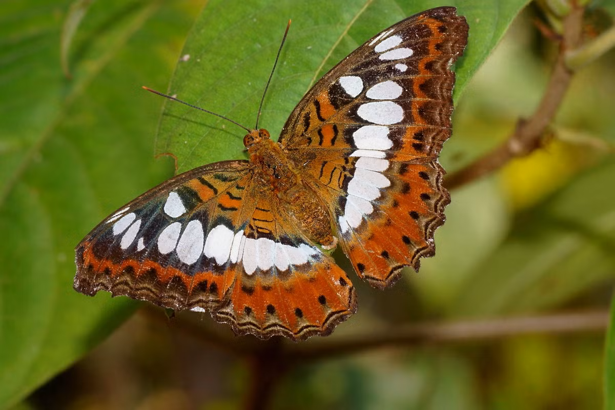 Bướm chỉ huy (Moduza procris). Ảnh: Wikipedia.