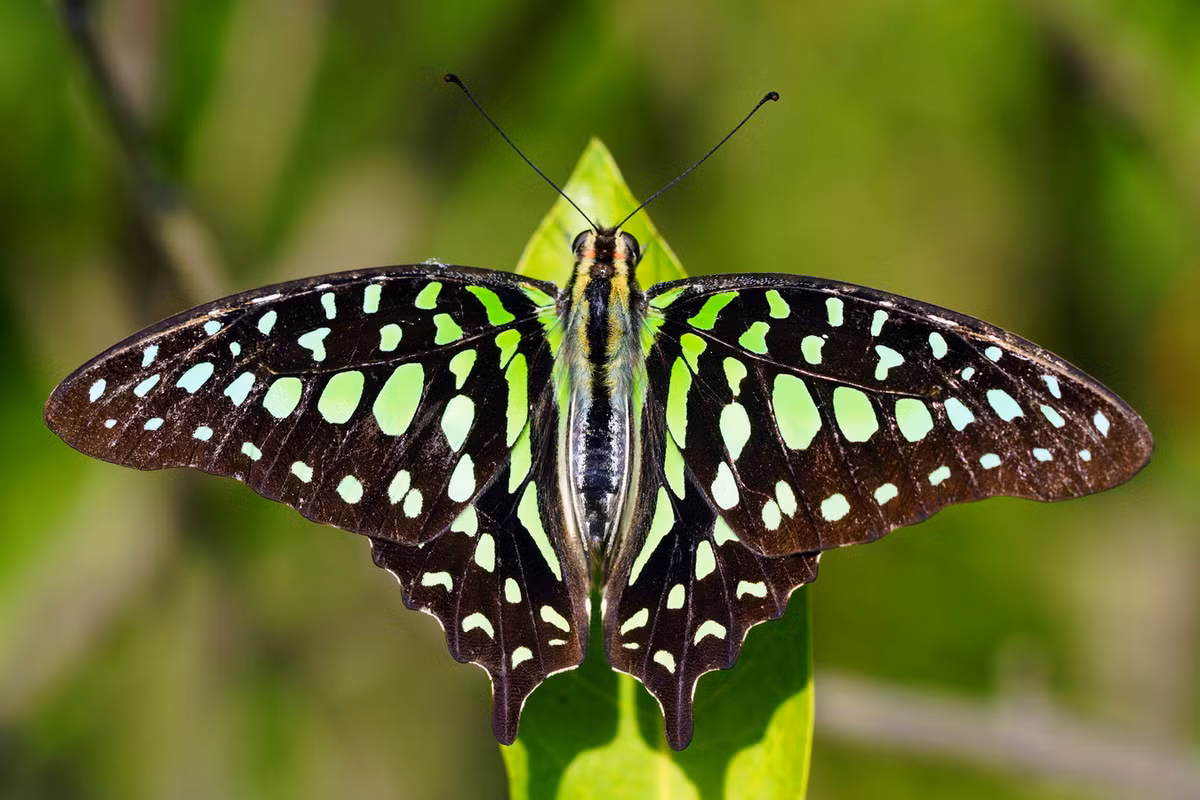 Bướm đuôi chim (Graphium agamemnon). Ảnh: Wikipedia.