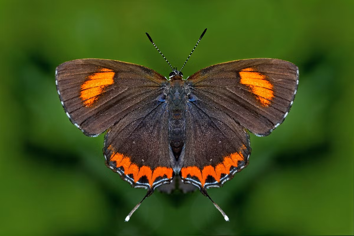 Bướm tím saphia (Heliophorus epicles). Ảnh: Wikipedia.
