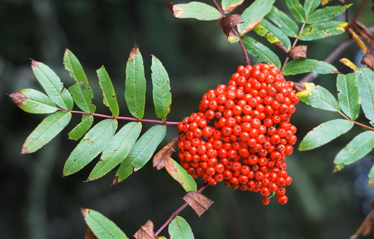 Thanh lương trà Mỹ (Sorbus americana) cao 12 mét, có nguồn gốc từ miền Đông của Bắc Mỹ. Loài cây rừng rụng lá này có quả mọng màu cam tồn tại đến mùa đông, cung cấp thức ăn cho chim hét và chim giẻ cùi.