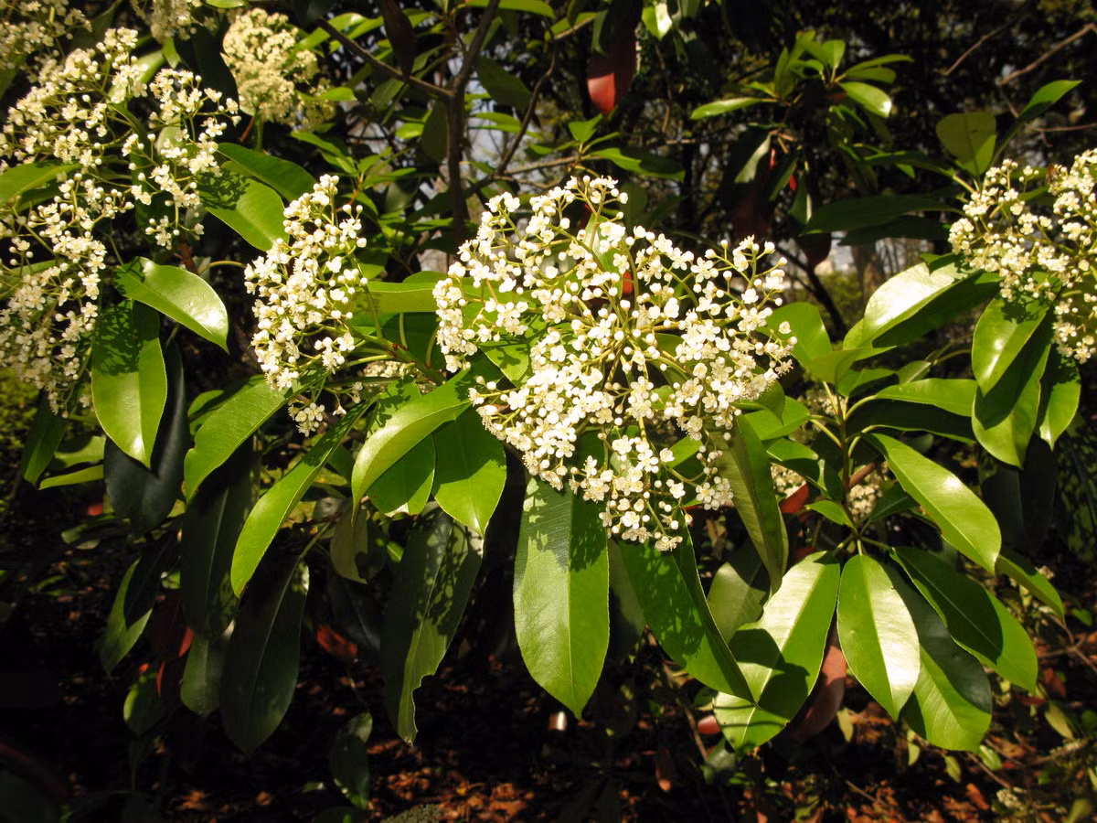 Sến Trung Hoa (Photinia serratifolia) cao 8m, là thực vật bản địa Trung Quốc. Gỗ của loài cây rừng này được khai thác để làm đồ nội thất. Chúng được trồng làm cảnh.