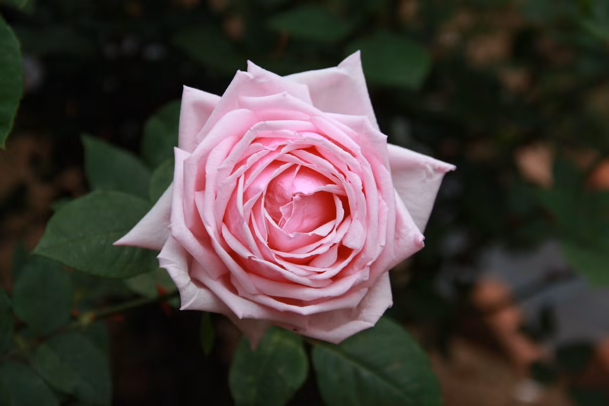  Hoa hồng Pháp (Rosa gallica) cao 80 cm, phân bố ở châu Âu. Loài cây này đã được phát triển thành nhiều giống khác nhau để trồng trong các khu vườn. Hoa của chúng cũng được dùng để chiết xuất tinh dầu.