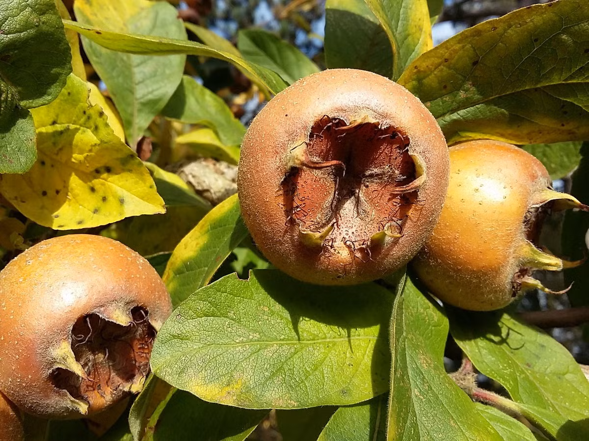 Sơn tra Đức (Mespilus germanica) cao 6 mét, phân bố ở Trung và Nam Âu. Loài cây này có quả cứng màu nâu vàng, mềm dần và ăn được vào mùa thu.