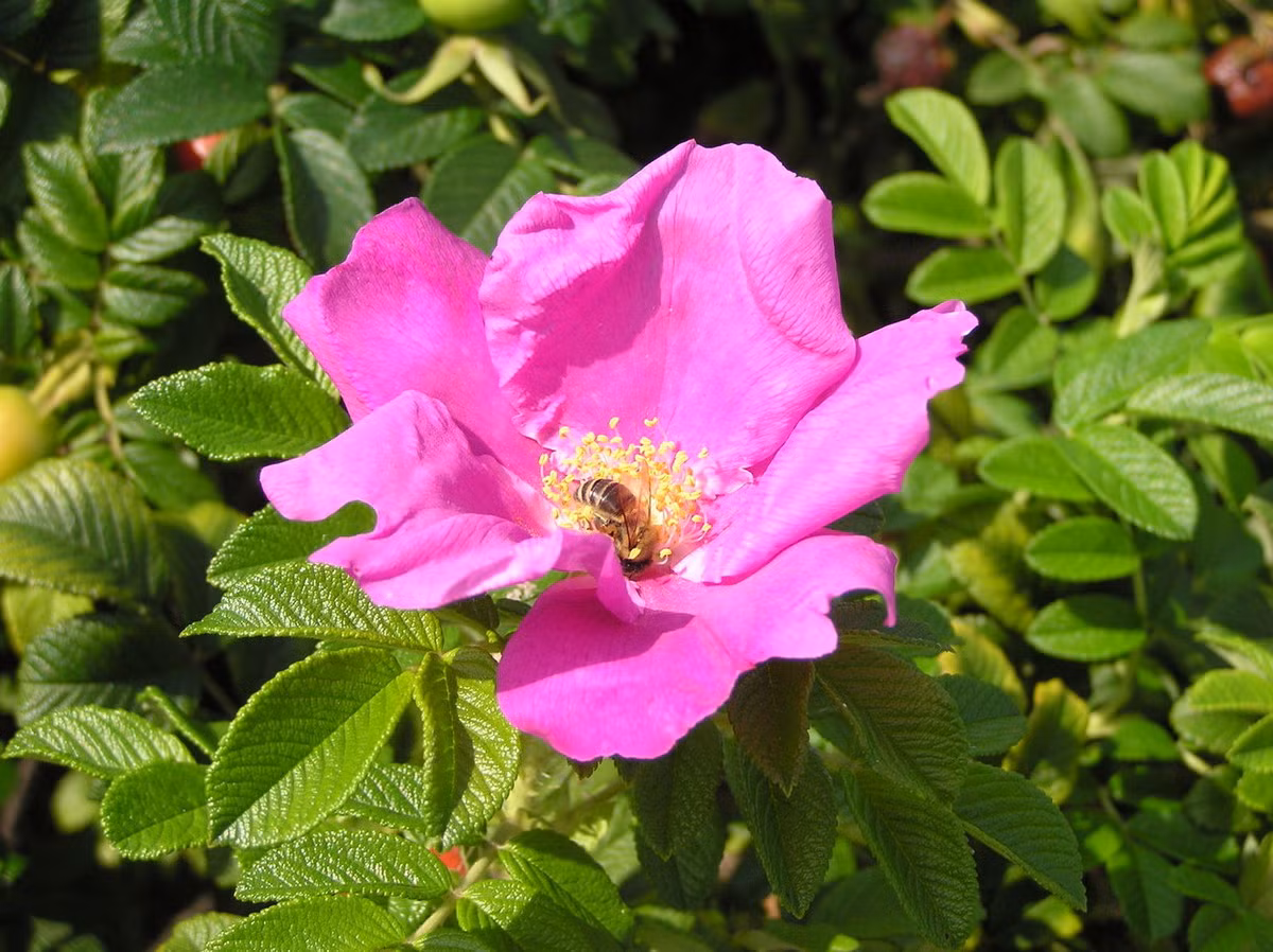 Mân côi (Rosa rugosa) cao 2 mét, có nguồn gốc từ Đông Á. Loài cây cho hoa đẹp này chịu được nước mặn bắn vào nên thường được trồng làm bờ giậu gần biển. Thân cây có gai, hoa màu hồng, cánh nhăn.