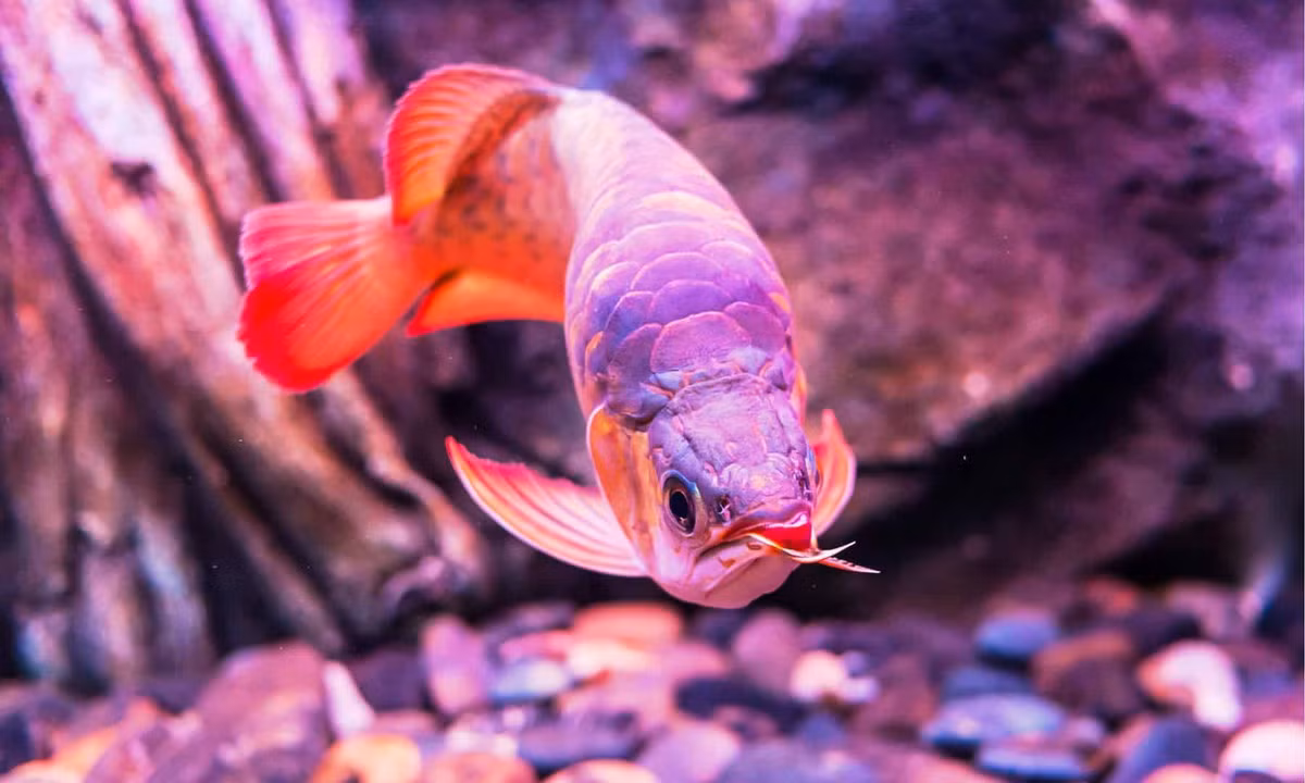 Trước khi trở thành cá cảnh, loài cá này đã được người Việt biết đến với tên gọi cá mơn. Ngày nay, chúng được ghi nhận ở sông Đồng Nai, địa phận tỉnh Đồng Nai. Ảnh: AZ Animals.