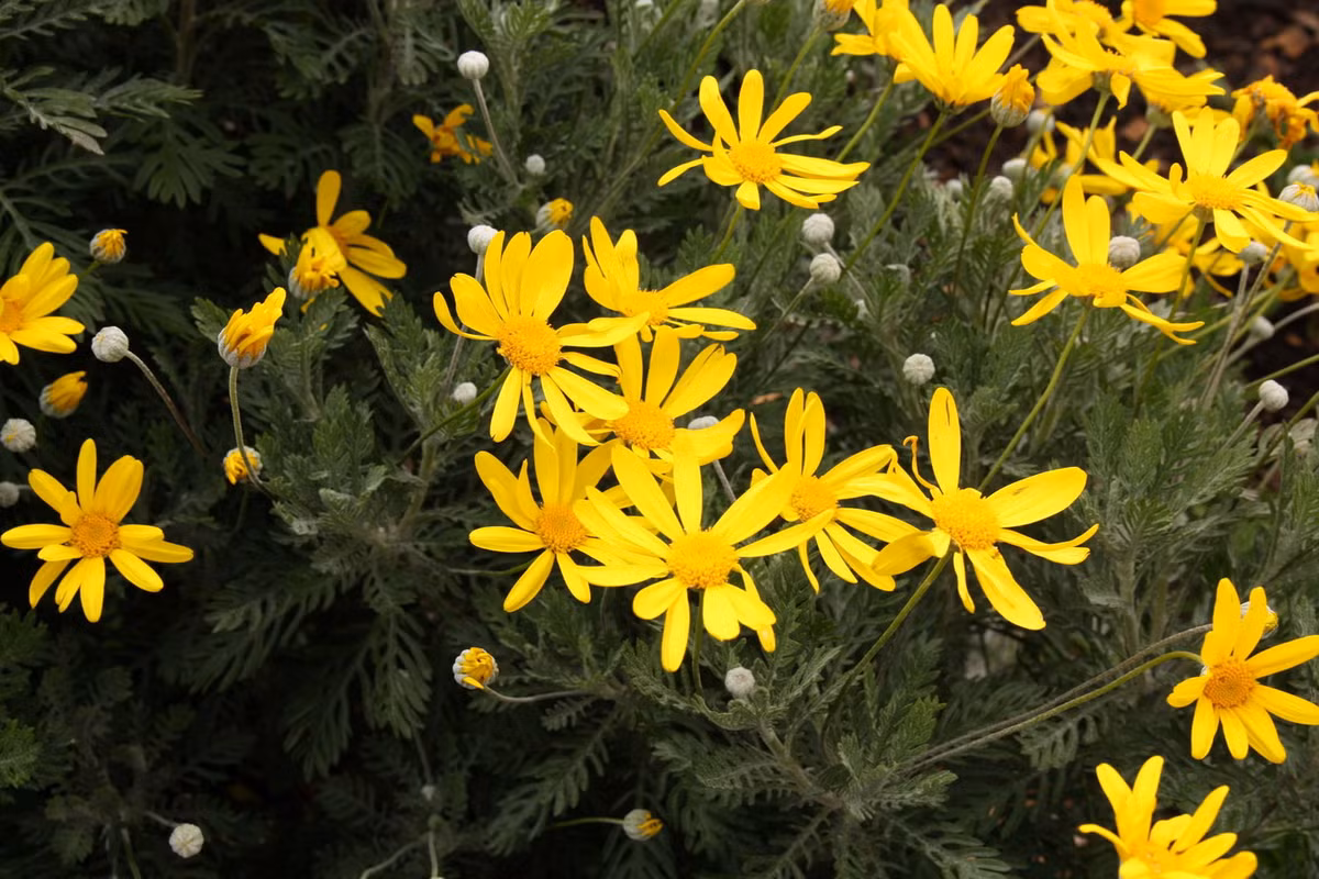 Cúc thân gỗ (Euryops pectinatus) cao 1,5 mét, là thực vật đặc hữu của các sườn đá sa thạch ở Western Cape, Nam Phi. Loài cây có đặc tính ra hoa liên tục này đã được đưa đến nhiều quốc gia để làm cây cảnh. Tất cả các bộ phận của cây đều có độc.
