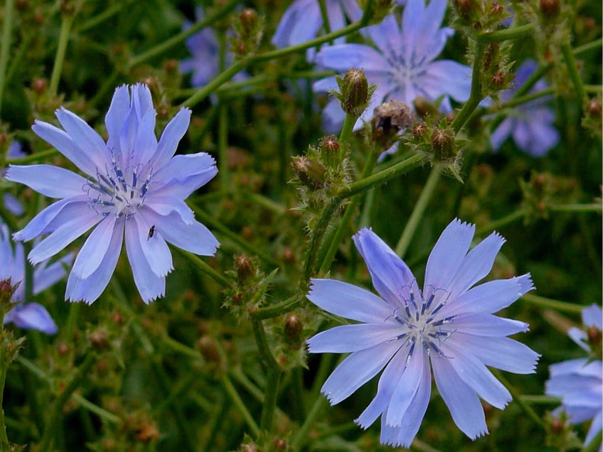 Diếp xoăn (Cichorium intybus) cao 2 mét, là thực vật bản địa ở châu Âu, Tây Á và Bắc Phi. Loài cây này đã được đưa đến khắp nơi trên thế giới để trồng lấy lá làm rau trộn và lấy rễ để điều chế một chất thay thế cà phê.
