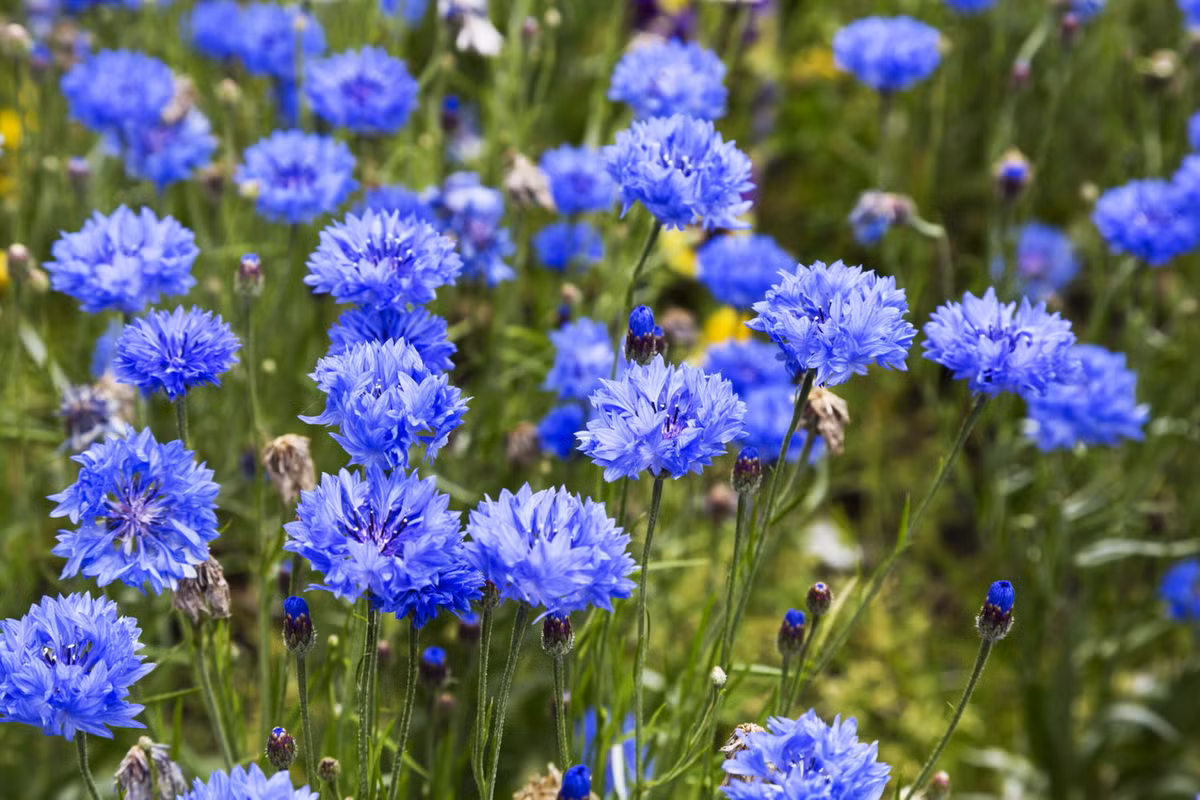 Thanh cúc (Centaurea cyanus) cao 1 mét, là loài thực vật bản địa ở Nam Âu và Tây Á. Chúng là loài cỏ dại có hại cho nông nghiệp trước khi thuốc diệt cỏ xuất hiện. Hoa của chúng được coi là quốc hoa của nước Đức.