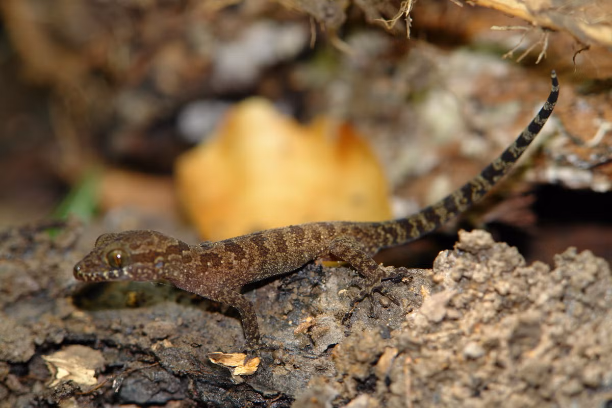 Thằn lằn ngón Cát Tiên (Cyrtodactylus cattienensis). Khu vực phân bố: Loài được phát hiện vào năm 2009 ở VQG Cát tiên Đồng Nai, ngoài ra còn phân bố ở Núi Dinh, Bà Rịa - Vũng Tàu, Bình Phước... Ảnh: Wikipedia.
