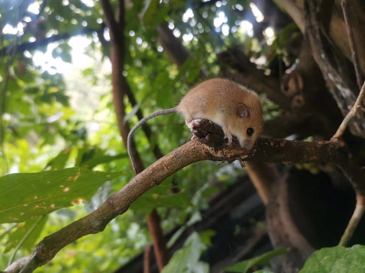  Chuột nhắt cây (Vandeleuria oleracea). Thuộc họ: Chuột (Muridae). Kích thước: Đầu và thân dài 7-9 cm. Khu vực phân bố: Lai châu (Mường Buôn), Lào Cai (Sa Pa), Sơn La (Mộc Châu), Lâm Đồng (cao nguyên Langbiang). Tình trạng bảo tồn trong Sách Đỏ IUCN: Ít quan tâm. Ảnh: Encyclopedia of Life.