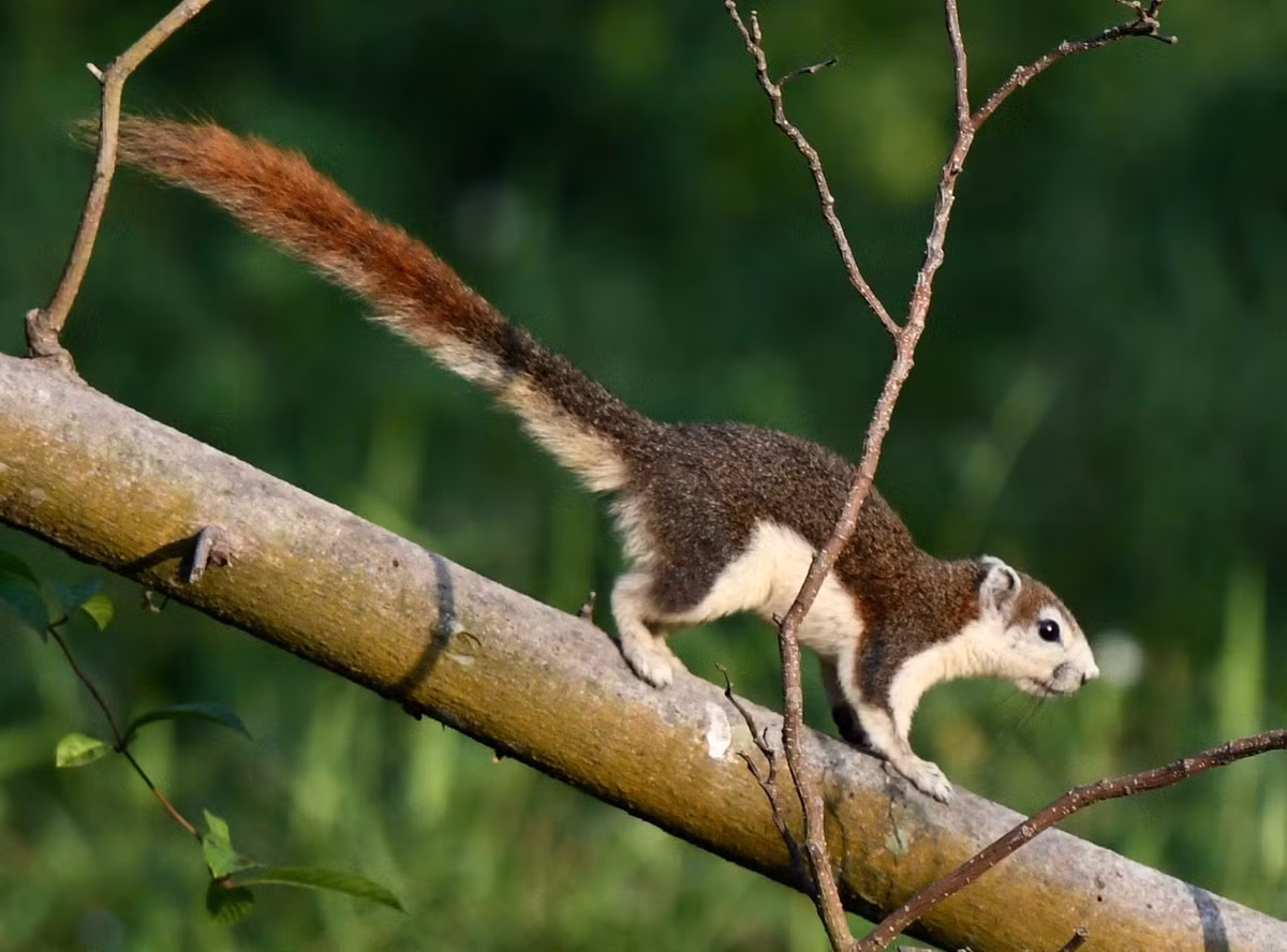  Sóc đỏ (Callosciurus finlaysonii). Thuộc họ: Sóc (Sciuridae). Kích thước: Đầu và thân dài 21-22 cm. Khu vực phân bố: Kon Tum, Lâm Đồng, Côn Đảo, Phú Quốc. Tình trạng bảo tồn trong Sách Đỏ IUCN: Ít quan tâm. Ảnh: iNaturalist.