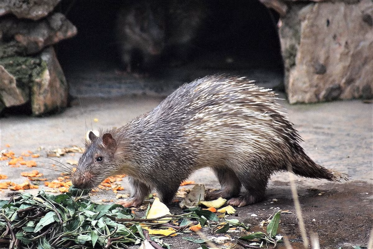  Don (Atherurus macrourus). Thuộc họ: Nhím (Hystricidae). Kích thước: Đầu và thân dài 38-50 cm. Khu vực phân bố: Hầu hết các tỉnh còn rừng, đặc biệt là các khu vực núi có nhiều hang đá sâu. Tình trạng bảo tồn trong Sách Đỏ IUCN: Ít quan tâm. Ảnh: BioLib.