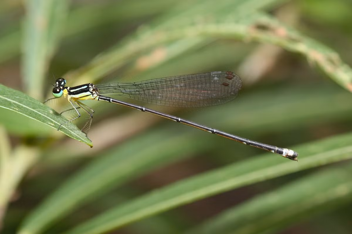 Chuồn chuồn kim Coeliccia didyma. Ảnh: Dragonflies &amp; damselflies of Thailand.