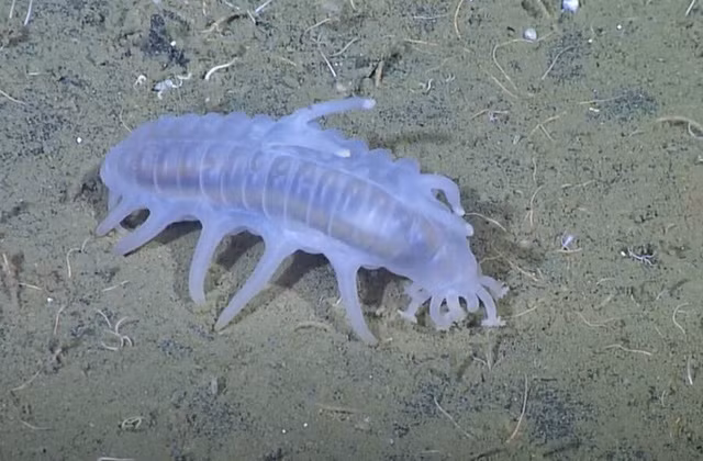 Sea Pig, mot trong nhung loai dong vat ky la nhat duoi bien-Hinh-3