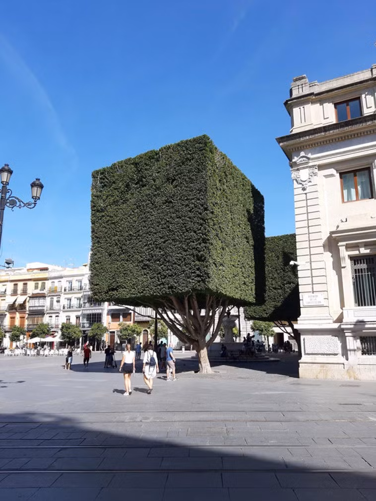 Những cái cây được cắt tỉa thành hình vuông hoàn hảo ở Sevilla, Tây Ban Nha./.