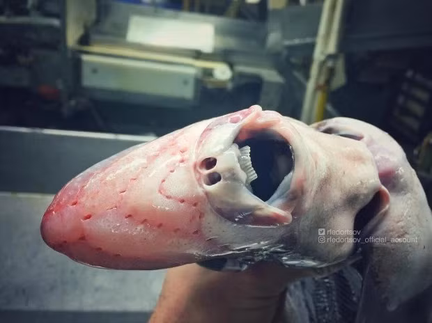 Khuôn mặt và hàm răng đáng sợ của một sinh vật biển. 