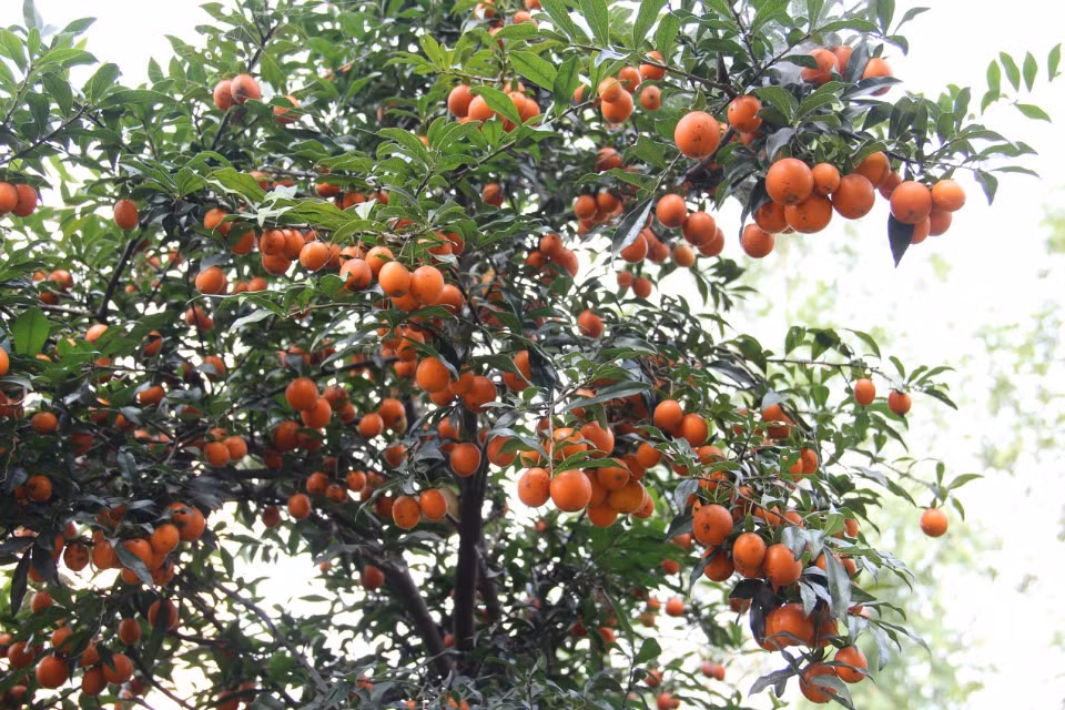  Có thể nói cây cảnh hồng đá đặc biệt hơn hầu hết các loại cây bonsai và có tuổi thọ cao hơn. Nếu để cây cảnh hồng đá trong nhà thì hàng năm cây sẽ đơm hoa kết trái, mang lại thịnh vượng cho gia đình.
