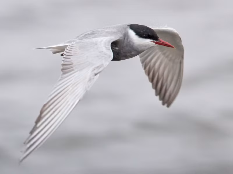 Nhạn đen (Chlidonias hybrida) dài 24 - 28cm, là loài trú đông, tương đối phổ biến tại vùng ven biển trong cả nước, di cư hiếm tại Nam Bộ. Chúng sống ở các ao, hồ, bãi cát ven biển, sông lớn, ruộng lúa nước.