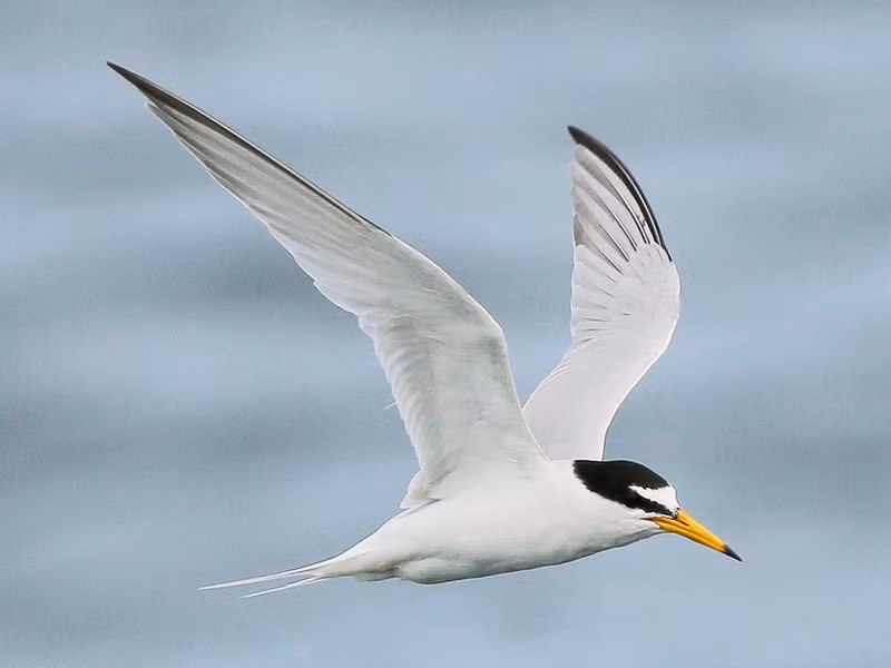 Nhạn nhỏ (Sternula albifrons) dài 22 - 25cm, là loài định cư ven biển, không phổ biến tại Trung và Nam Trung Bộ, di cư qua Đông Bắc, Trung, Nam Trung Bộ và Nam Bộ. Sinh cảnh của chúng là các vùng bờ biển, bãi biển, đất ngập triều, sông lớn, các vùng đất thấp.